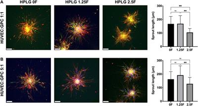 Spheroid Coculture of Human Gingiva-Derived Progenitor Cells With Endothelial Cells in Modified Platelet Lysate Hydrogels